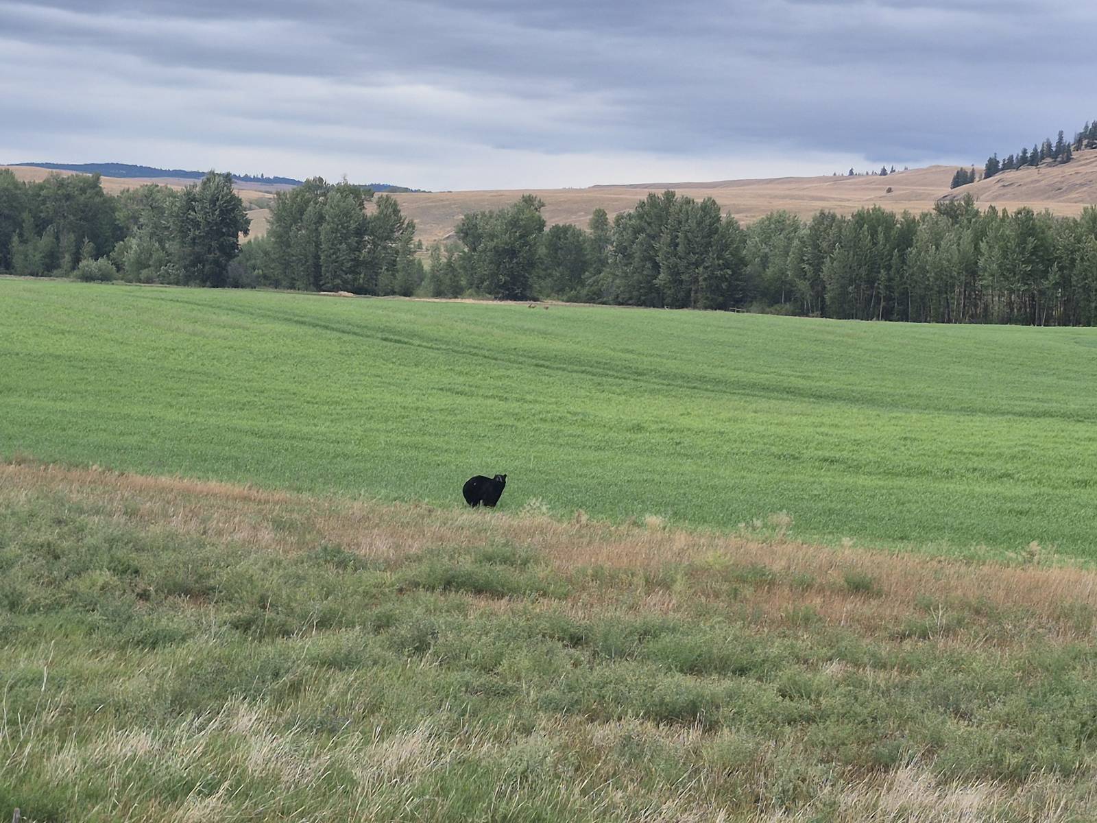 Black bear standing in a green field below dry grassland hills